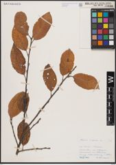 Foto von Salix caprea L.